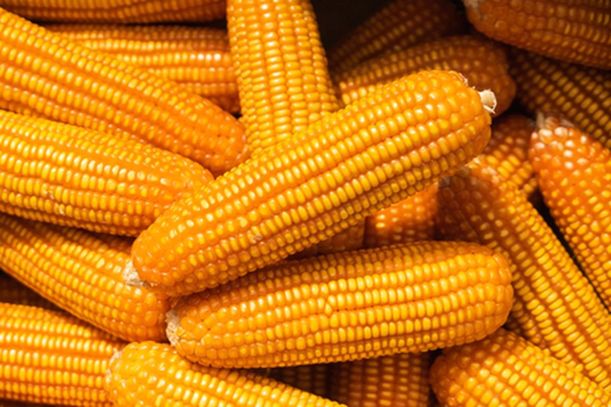 jagung